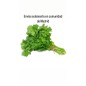 Cilantro manojito (Solamente enviamos en Comunidad de Madrid)
