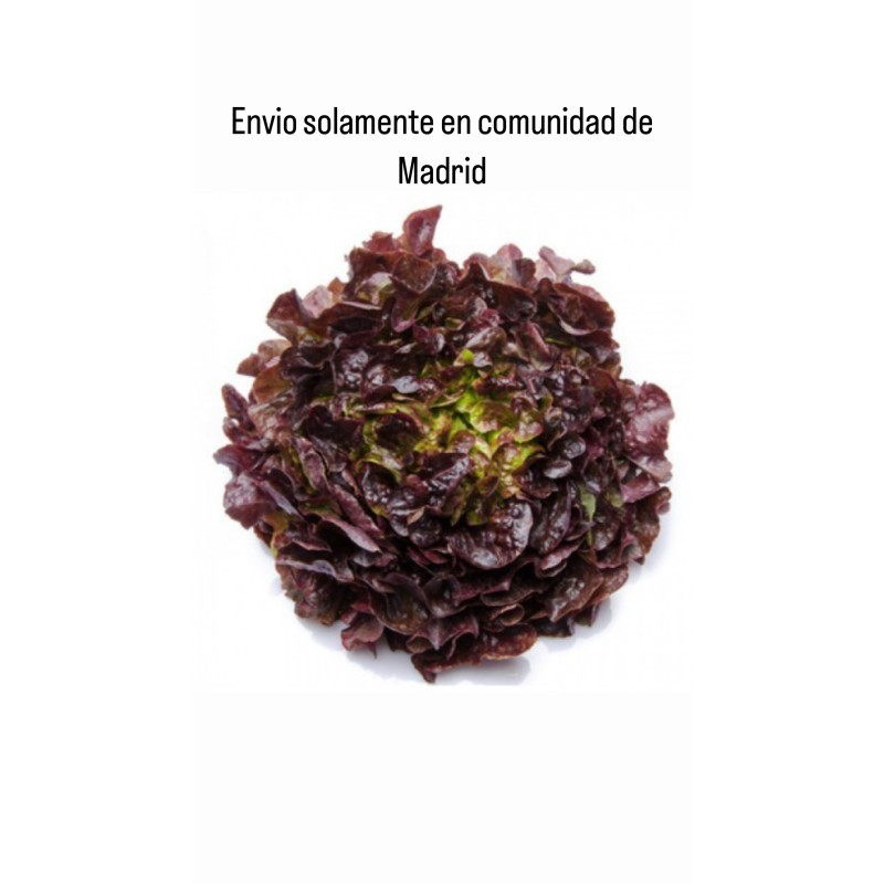 Lechuga de Roble (Solo envíos en Comunidad de Madrid)