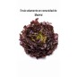 Lechuga de Roble (Solo envíos en Comunidad de Madrid)