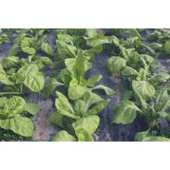 Acelgas ecológicas 500g (Sólo para envíos en Comunidad de Madrid)