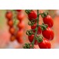 Bolsita 500g Cherry Lobello