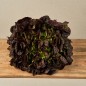 Lechuga de Roble (Solo envíos en Comunidad de Madrid)