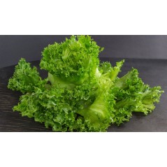 Lechuga Rizada de Galicia muy tierna (envíos solamente en Comunidad de Madrid)