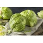 Lechuga Iceberg Lechuga Iceberg