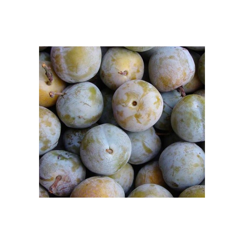 Ciruela Claudia 500g Ciruela Claudia 500g