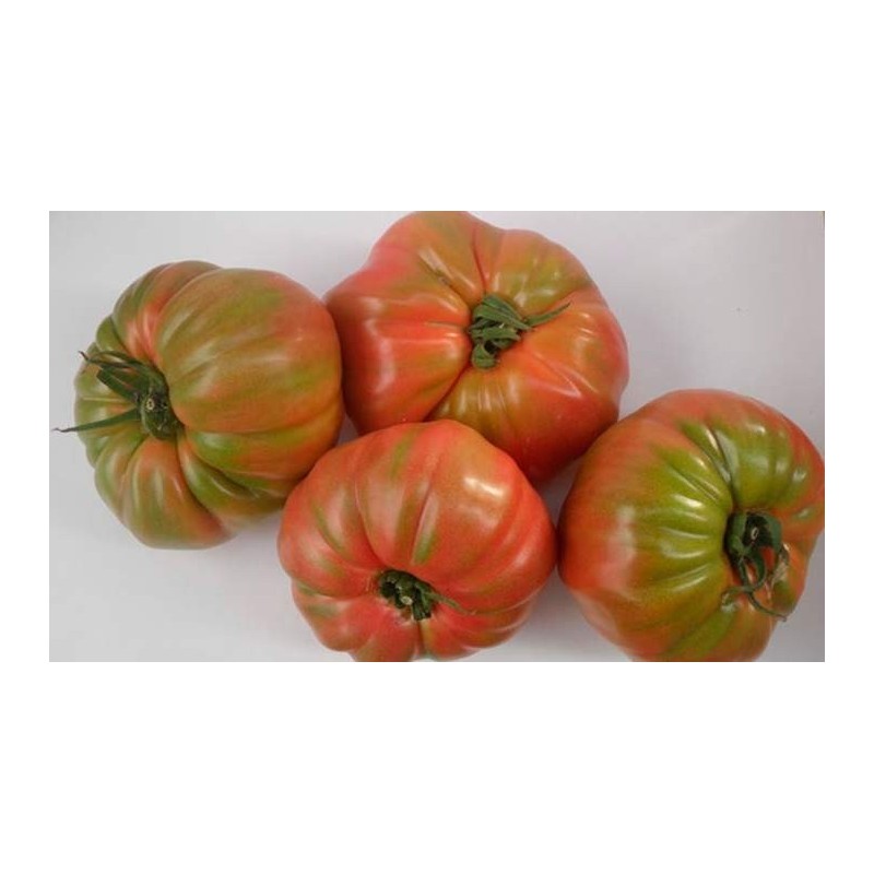 Tomate Rosa 1 unidad