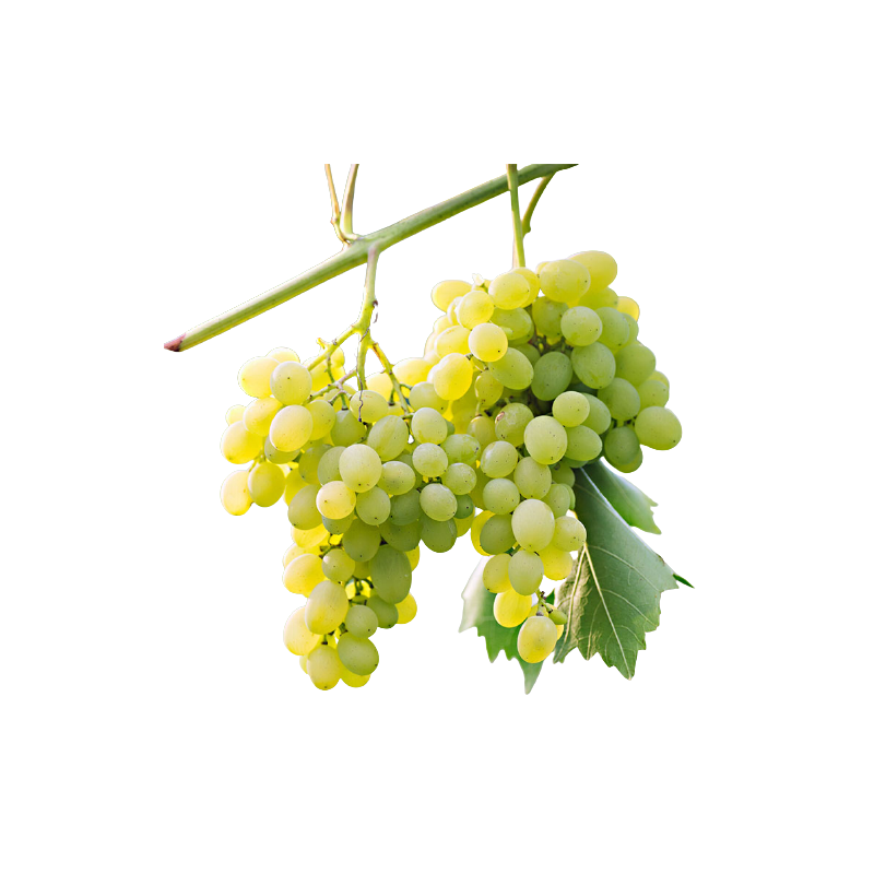 Uva blanca sin pepita 600-800g (Solamente para envíos en Comunidad de Madrid)