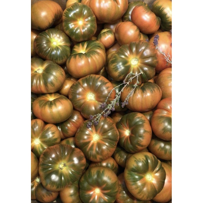 Tomate Auténtico Raf