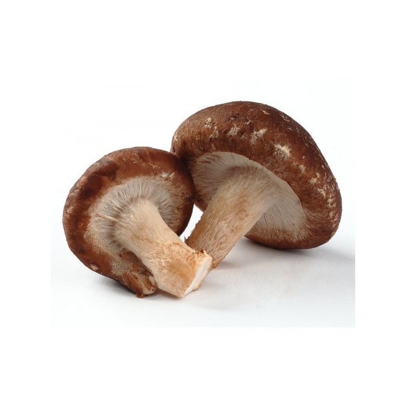 Seta Shiitake 1 kilogramo